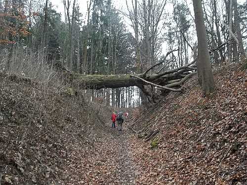 Hohlweg bei Menzingen