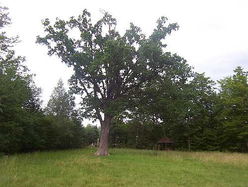 Scheftheimer Eiche