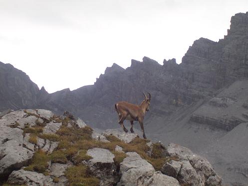 Steinbock