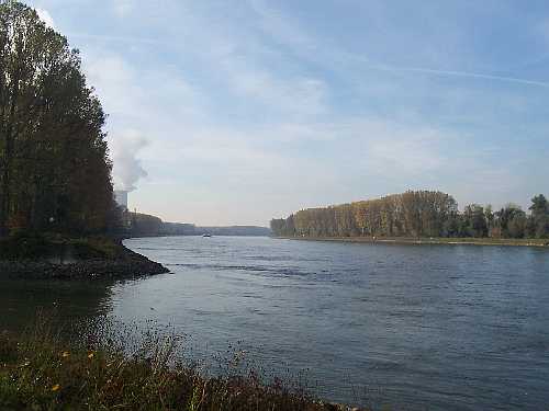 An der Mündung des Philippsburger Altrheins