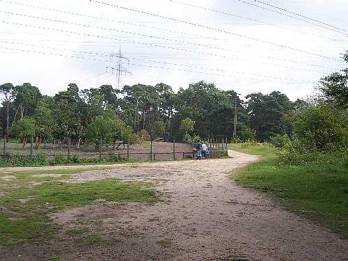 Wildschweingehege im Rheinauer Wald