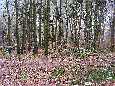 Zickzackweg nach Eberbach