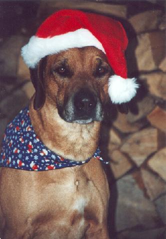 Weihnachtshund Baringo